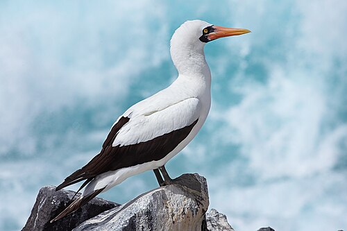 Nazca booby